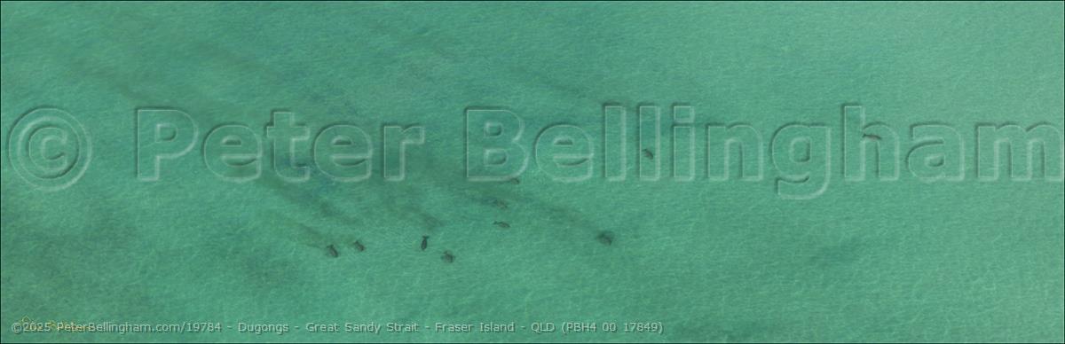 Peter Bellingham Photography Dugongs - Great Sandy Strait - Fraser Island - QLD (PBH4 00 17849)